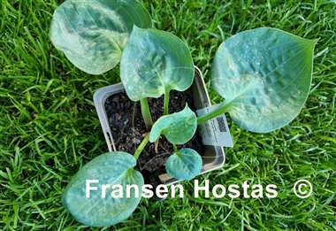 Hosta Around and Around